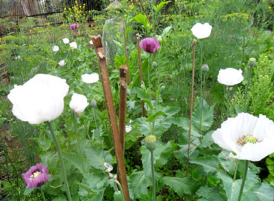 Cây thuốc phiện trồng xen lẫn rau cải xuất hiện ở vùng biên giới Quế Phong (Ảnh chụp đầu năm 2011, ảnh do bạn đọc cung cấp).