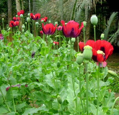 Việc trồng cây thuốc phiện xen lẫn với rau cải đã và đang là vấn đề khó khăn cho những nhà chức trách truy tìm hiện nay ở vùng biên giới Nghệ An (Ảnh hoa thuốc phiện năm 2011 do bạn đọc cung cấp).