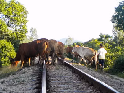 Ở nhiều nơi, người dân còn thả gia súc ngay trên đường ray tàu hỏa, gây mất an toàn giao thông đường sắt - ảnh Báo Giao thông vận tải