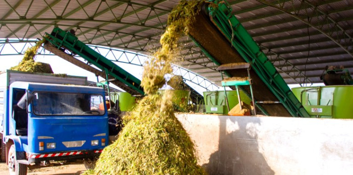 Sau khi cỏ được thu hoạch về trang trại sẽ được cắt nhỏ, sơ chế trước khi đem cho bò ăn Sau khi cỏ được thu hoạch về trang trại sẽ được cắt nhỏ, sơ chế trước khi đem cho bò ăn