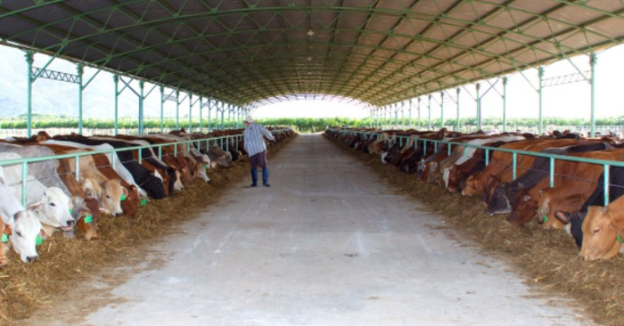 Theo ông Đoàn Nguyên Đức - Chủ tịch Tập đoàn Hoàng Anh Gia Lai, đàn bò đang được Hoàng Anh Gia Lai nuôi có giống từ Úc, New Zealand... với công nghệ chăn nuôi hiện đại của Israel vì vậy các chú bò được gắn chíp, gắn số để theo dõi tăng trưởng theo dõi tình trạng sức khỏe (ảnh công nhân của Hoàng Anh Gia lai đang cho bò ăn). Theo ông Đoàn Nguyên Đức - Chủ tịch Tập đoàn Hoàng Anh Gia Lai, đàn bò đang được Hoàng Anh Gia Lai nuôi có giống từ Úc, New Zealand... với công nghệ chăn nuôi hiện đại của Israel vì vậy các chú bò được gắn chíp, gắn số để theo dõi tăng trưởng theo dõi tình trạng sức khỏe (ảnh công nhân của Hoàng Anh Gia lai đang cho bò ăn).