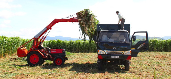 Toàn bộ quy trình chăn nuôi bò đều được cơ giới hóa bằng máy móc. Toàn bộ quy trình chăn nuôi bò đều được cơ giới hóa bằng máy móc.