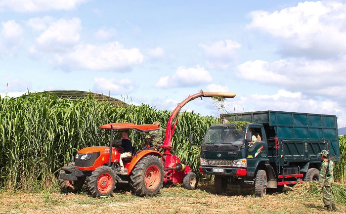 Để đảm bảo sức khỏe, đảm bảo tăng trưởng tốt cho đàn bò, theo Bầu Đức Hoàng Anh Gia Lai sẽ chủ động 100% nguồn thức ăn cho bò đó là trang trại trồng cỏ, trồng bắp - Hình ảnh:Công nhân Hoàng Anh Gia Lai đang sử dụng máy móc hiện đại để thu hoạch cỏ. Để đảm bảo sức khỏe, đảm bảo tăng trưởng tốt cho đàn bò, theo Bầu Đức Hoàng Anh Gia Lai sẽ chủ động 100% nguồn thức ăn cho bò đó là trang trại trồng cỏ, trồng bắp - Hình ảnh:Công nhân Hoàng Anh Gia Lai đang sử dụng máy móc hiện đại để thu hoạch cỏ.
