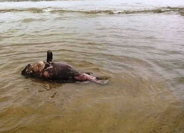 Người dân ngóng chờ kết luận cuối cùng về nguyên nhân cá chết ảnh 2 Người dân ngóng chờ kết luận cuối cùng về nguyên nhân cá chết ảnh 2