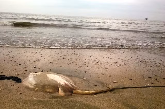 Cá chết nghi do nước biển bị nhiễm độc, người tắm có sao không? ảnh 1 Cá chết nghi do nước biển bị nhiễm độc, người tắm có sao không? ảnh 1