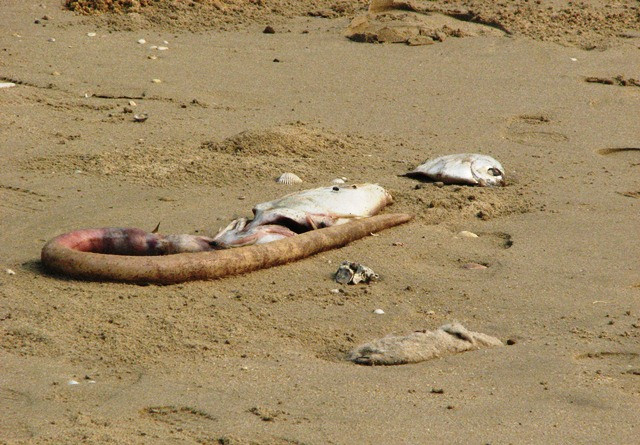 Bờ biển bốc mùi hôi, dân gom cá chết bán cho thương lái ảnh 4 Bờ biển bốc mùi hôi, dân gom cá chết bán cho thương lái ảnh 4