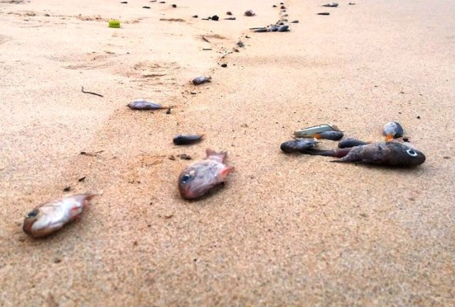 Kết luận cuối cùng về nguyên nhân cá chết đang được các cơ quan chức năng làm rõ (Ảnh: Thủy Phan) Kết luận cuối cùng về nguyên nhân cá chết đang được các cơ quan chức năng làm rõ (Ảnh: Thủy Phan)