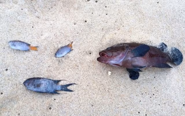 Cá chết nghi do nước biển bị nhiễm độc, người tắm có sao không? ảnh 3 Cá chết nghi do nước biển bị nhiễm độc, người tắm có sao không? ảnh 3