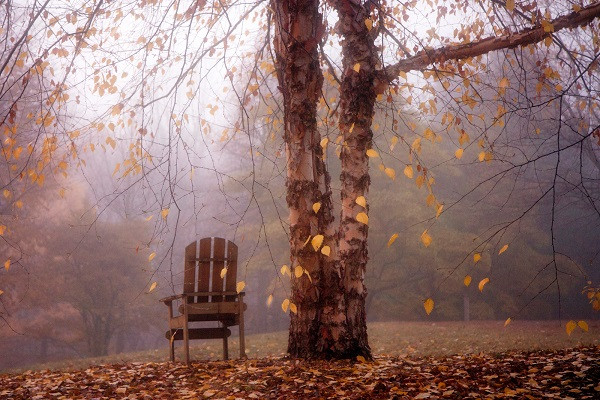 Hiền tài như lá thu, tiểu nhân như cỏ dại (Ảnh chưa rõ tên tác giả) Hiền tài như lá thu, tiểu nhân như cỏ dại (Ảnh chưa rõ tên tác giả)