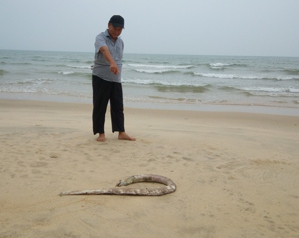 Cá chết la liệt khắp các bờ biển nhiều tỉnh miền Trung. (Ảnh: Thủy Phan) Cá chết la liệt khắp các bờ biển nhiều tỉnh miền Trung. (Ảnh: Thủy Phan)