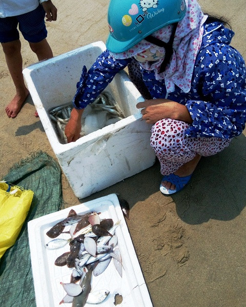 Bờ biển bốc mùi hôi, dân gom cá chết bán cho thương lái ảnh 3 Bờ biển bốc mùi hôi, dân gom cá chết bán cho thương lái ảnh 3