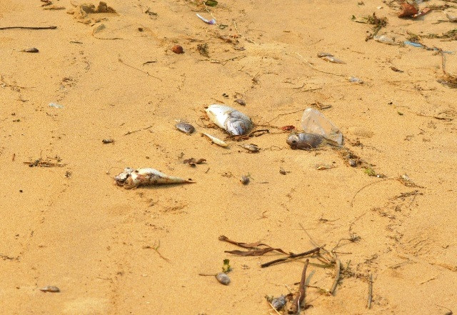 Tình trạng này khiến ngư dân vô cùng lo lắng (Ảnh: Văn Được) Tình trạng này khiến ngư dân vô cùng lo lắng (Ảnh: Văn Được)