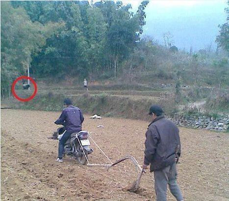 "Trên đồng cạn, dưới đồng sâu. Người cày, máy kéo, con trâu ngồi cười"