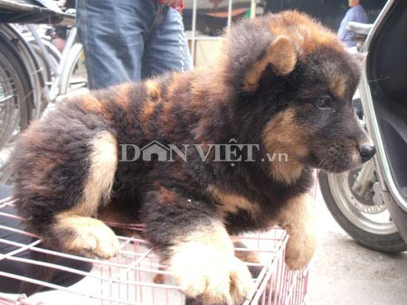 Sau 3 lần tắm, “chó hổ” hóa... chó mực, Tin tức trong ngày, cho ho, cho muc, cho, cho bac, cho Buoi, ho, cho hoa ho, cun, long ho, tin tuc, tin hot, tin hay