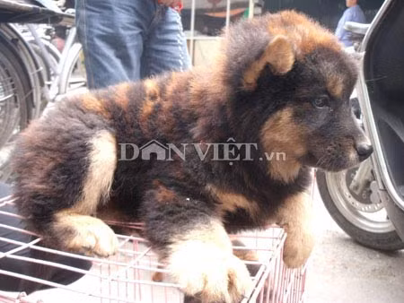 Sau 3 lần tắm, “chó hổ” hóa... chó mực, Tin tức trong ngày, cho ho, cho muc, cho, cho bac, cho Buoi, ho, cho hoa ho, cun, long ho, tin tuc, tin hot, tin hay