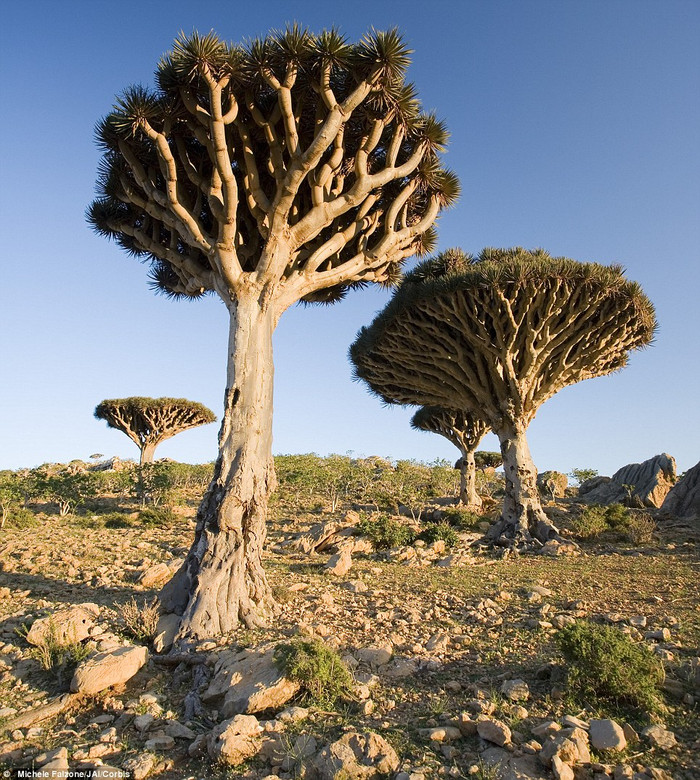 22. Một cây Máu Rồng trên cao nguyên Homil Plateau, Đảo Socotra, Yemen. Loại cây này được lấy tên từ chính loại sáp màu đỏ ro nó tiết ra. 22. Một cây Máu Rồng trên cao nguyên Homil Plateau, Đảo Socotra, Yemen. Loại cây này được lấy tên từ chính loại sáp màu đỏ ro nó tiết ra.