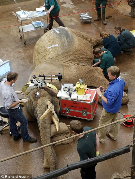 Đây không phải là lần đầu tiên Duchess thực hiện ca phẫu thuật như thế này và Duchess cũng là con voi đầu tiên bị hỏng một mắt do tăng nhãn áp vào năm ngoái. Đây không phải là lần đầu tiên Duchess thực hiện ca phẫu thuật như thế này và Duchess cũng là con voi đầu tiên bị hỏng một mắt do tăng nhãn áp vào năm ngoái.