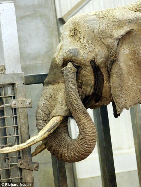 Các nhân viên tại vườn thú đang tiến hành chăm sóc cho mắt của Duchess trong thời gian tới và Duchess cũng được huấn luyện để nhỏ thuốc mắt cũng như các loại thuốc khác hàng ngày. Các nhân viên tại vườn thú đang tiến hành chăm sóc cho mắt của Duchess trong thời gian tới và Duchess cũng được huấn luyện để nhỏ thuốc mắt cũng như các loại thuốc khác hàng ngày.