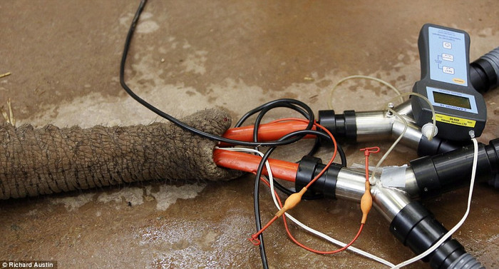 Duchess được gắn một thiết bị thở oxy qua chiếc vòi của mình Duchess được gắn một thiết bị thở oxy qua chiếc vòi của mình