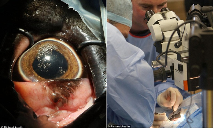 Để ca phẫu thuật không gây đau đớn, chú voi được gây mê trong khoảng 3 tiếng. Neil Bemment, người quản lý vườn thú cho biết mặc dù Duchess còn choáng váng sau khi ca mổ kết thúc nhưng khả năng phục hồi của mắt khá tốt và phải mất một thời gian nữa đôi mắt mới phục hồi hoàn toàn. Duchess có thể sống thêm 10 năm nữa nếu như mọi thứ diễn ra tốt đẹp. Để ca phẫu thuật không gây đau đớn, chú voi được gây mê trong khoảng 3 tiếng. Neil Bemment, người quản lý vườn thú cho biết mặc dù Duchess còn choáng váng sau khi ca mổ kết thúc nhưng khả năng phục hồi của mắt khá tốt và phải mất một thời gian nữa đôi mắt mới phục hồi hoàn toàn. Duchess có thể sống thêm 10 năm nữa nếu như mọi thứ diễn ra tốt đẹp.