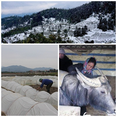 Thủ tướng yêu cầu thành lập các đoàn công tác về cơ sở để hướng dẫn, kiểm tra, đôn đốc công tác phòng, chống rét cho người, cho gia súc, gia cầm...(ảnh chinhphu.vn). Thủ tướng yêu cầu thành lập các đoàn công tác về cơ sở để hướng dẫn, kiểm tra, đôn đốc công tác phòng, chống rét cho người, cho gia súc, gia cầm...(ảnh chinhphu.vn).