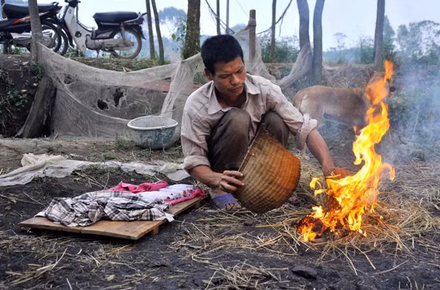 Thui chuột – một trong những công đoạn chế biến thịt chuột làm thay vàng thịt và tạo mùi vị cho thịt chuột sau khi làm lông.