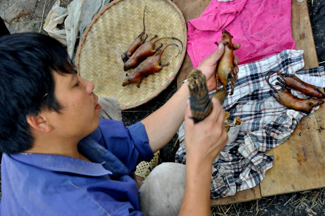 Do số lượng bắt có hạn, khách mua thịt chuột đa phần là những người trong xã Canh Nậu hoặc một số xã quanh vùng này. Do số lượng bắt có hạn, khách mua thịt chuột đa phần là những người trong xã Canh Nậu hoặc một số xã quanh vùng này.