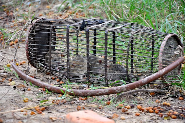 Bình thường, mỗi đội đi săn chuột có thể bắt được 15 – 20 kg chuột/ ngày. Bình thường, mỗi đội đi săn chuột có thể bắt được 15 – 20 kg chuột/ ngày.