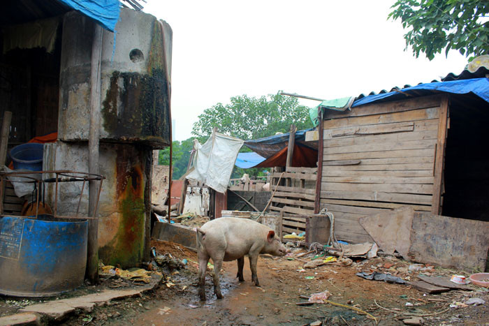 Người dân hàng ngày phải sống chung với mùi hôi thối bốc lên từ chuồng lợn của chủ nhà, lợn được thả rông ra ngoài nên rất mất vệ sinh