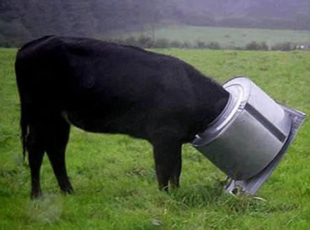 Có ai cứu được tôi không Trong này tối quá chẳng trông thấy gì