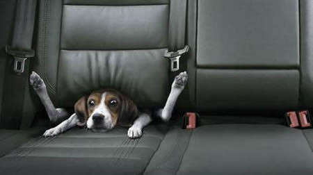 Tò mò ghế đẹp thấy mê Ai ngờ nó sập ẩm ê cả người