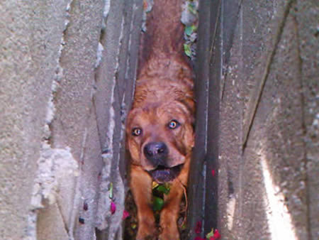 Rơi vào địa ngục trần gian Nên giờ chẳng thể kêu than được gì