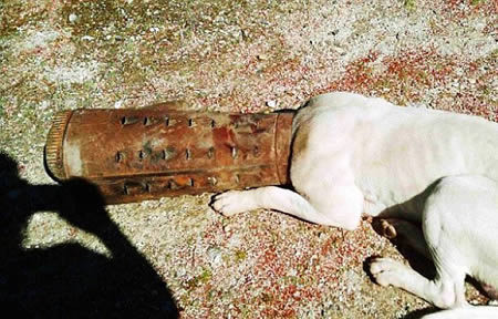 Đầu tớ vốn dĩ rất tròn Nhưng vì tai nạn mà nay nó dài