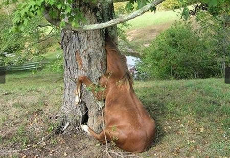 Lần sau chẳng dám chạy xe Đi nhanh, phanh gấp lọt khe lúc nào