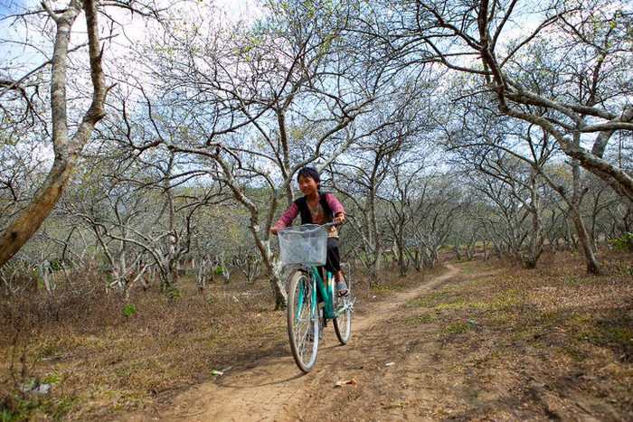 Trên con đường này vào tháng 3 hàng năm luôn bạt ngàn một màu hoa mận trắng Trên con đường này vào tháng 3 hàng năm luôn bạt ngàn một màu hoa mận trắng