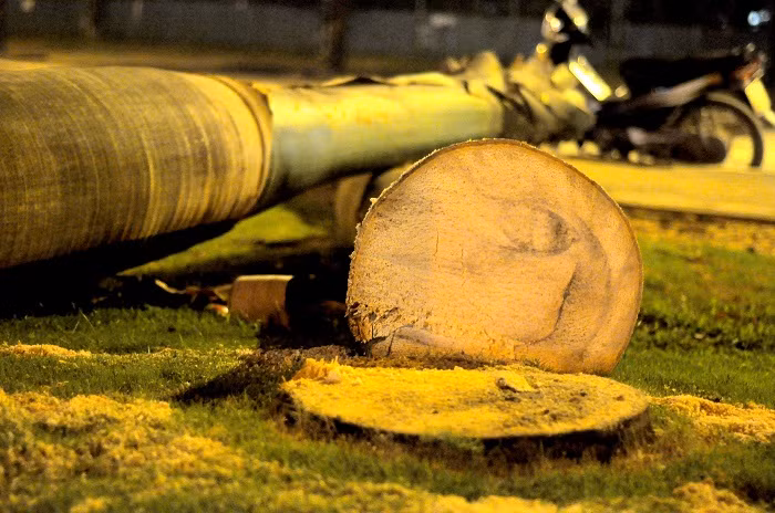 Thân cây to, có lẽ ai nhìn thấy cũng cảm thấy tiếc. Thân cây to, có lẽ ai nhìn thấy cũng cảm thấy tiếc.