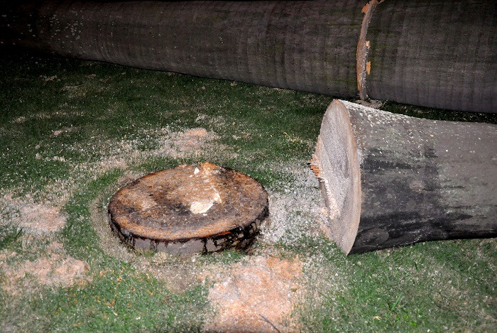 Hàng loạt các cây cau vua trên đường Lê Quang Đạo bị cắt để mở đường phục cho việc xây dựng dự án Cung Văn hóa Hữu nghị Việt – Trung. Hàng loạt các cây cau vua trên đường Lê Quang Đạo bị cắt để mở đường phục cho việc xây dựng dự án Cung Văn hóa Hữu nghị Việt – Trung.