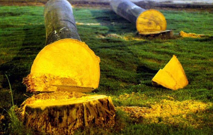 Theo người dân, việc cắt cây cau vua là để mở đường Theo người dân, việc cắt cây cau vua là để mở đường