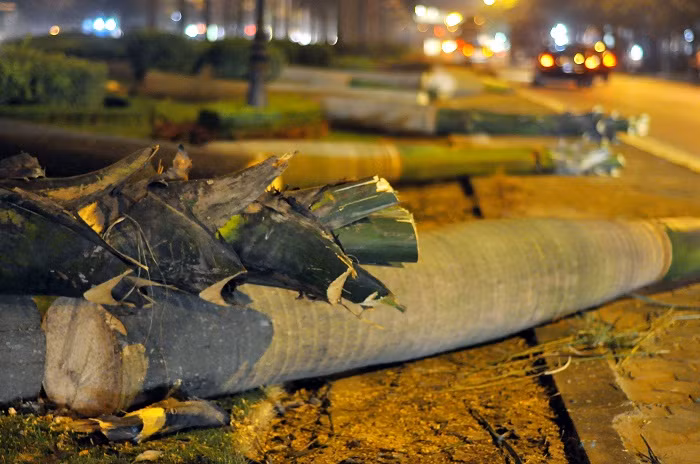 Phần lá cây cau vua đã được các công nhân di chuyển đi, phần thân cây vẫn đang trong quá trình xử lý thành nhiều đoạn nhỏ để di chuyển. Phần lá cây cau vua đã được các công nhân di chuyển đi, phần thân cây vẫn đang trong quá trình xử lý thành nhiều đoạn nhỏ để di chuyển.