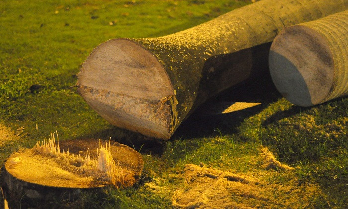 Cây cau vua đã được trồng từ nhiều năm, có cây có đường kính 70 – 80cm. Cây cau vua đã được trồng từ nhiều năm, có cây có đường kính 70 – 80cm.