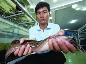 Clarias gracilentus là loài cá da trơn “biết đi” được phát hiện tại vùng suối nước ngọt tại đảo Phú Quốc.