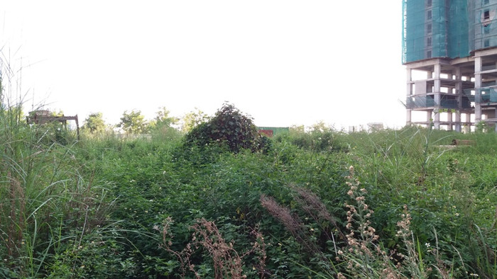 Cỏ ở đây đã quá đầu người nhưng dự án vẫn không hề được thực hiện.