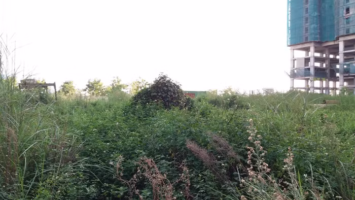 Cỏ ở đây đã quá đầu người nhưng dự án vẫn không hề được thực hiện.