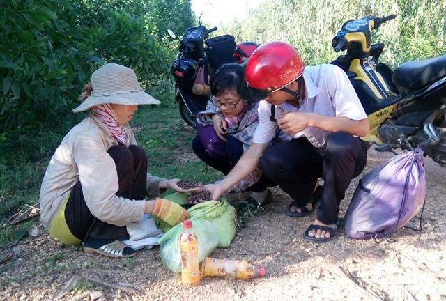 Hốt bạc từ rừng dẻ tái sinh ảnh 2 Hốt bạc từ rừng dẻ tái sinh ảnh 2