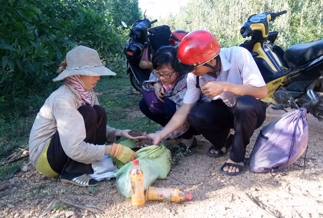 Hốt bạc từ rừng dẻ tái sinh ảnh 2