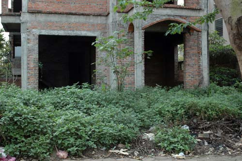 Cỏ dại mọc um tùm Cỏ dại mọc um tùm