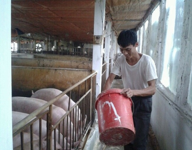 Anh Chuyên đang chăm sóc đàn lợn sạch nuôi bằng thảo dược (Ảnh: Hiệp Hòa) Anh Chuyên đang chăm sóc đàn lợn sạch nuôi bằng thảo dược (Ảnh: Hiệp Hòa)