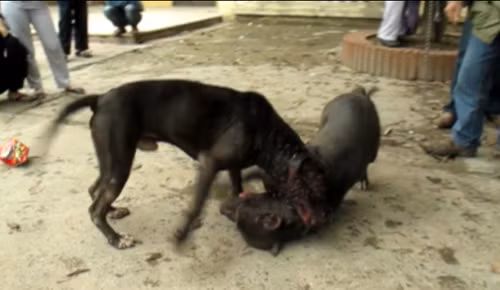 Kinh hoàng chó "so hàm" trên sới chọi, Tin tức trong ngày, pitbull, cho choi, choi cho, thu choi, hung than, dai gia, bao, tin tuc, tin hot, tin hay