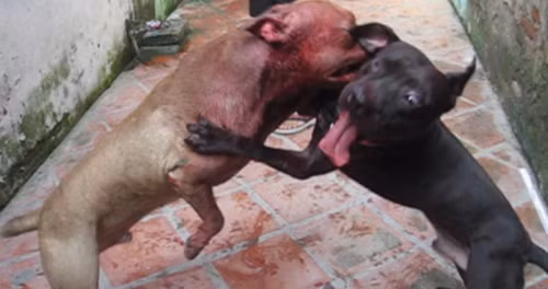 Kinh hoàng chó "so hàm" trên sới chọi, Tin tức trong ngày, pitbull, cho choi, choi cho, thu choi, hung than, dai gia, bao, tin tuc, tin hot, tin hay