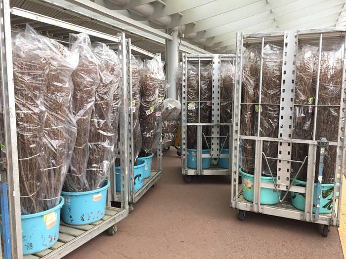 Hoa anh đào được chăm sóc cẩn thận trước khi được đóng gói đưa lên máy bay về Việt Nam (ảnh: Như Hải). Hoa anh đào được chăm sóc cẩn thận trước khi được đóng gói đưa lên máy bay về Việt Nam (ảnh: Như Hải).